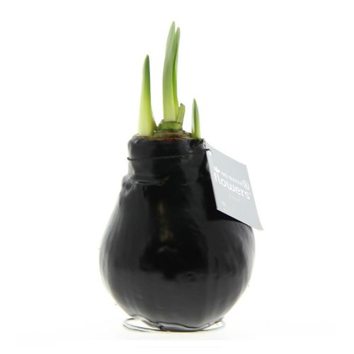 Amaryllis bulb in gift box - Image 8